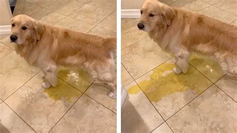  Then sprinkle some water and put some drops of mild soap over the spot where your dog peed