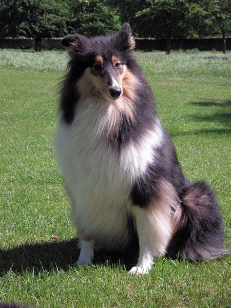  Then there,s the sable tri color which will consist of any sable color, tan and white markings and is considered to be more of a speciality color