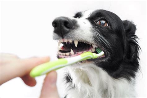  Then try to put a little on a dog toothbrush, let the puppy lick it then run the toothbrush along the outer edges of the teeth and gums