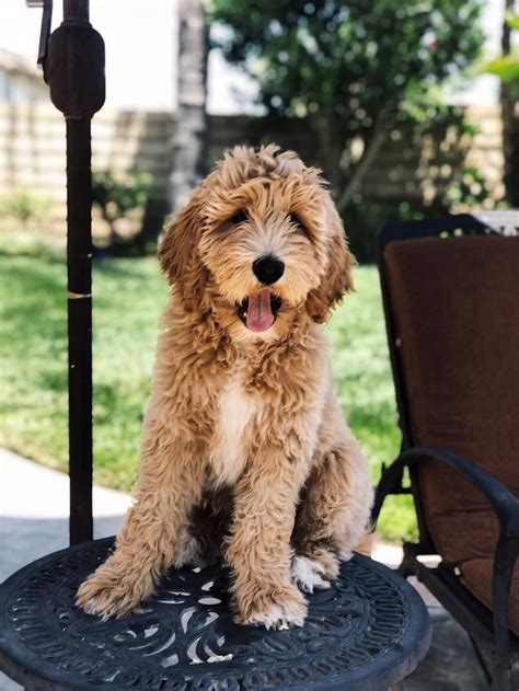 There are, however, several online communities for the Goldendoodle lover and owner