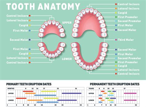  There are 28 baby teeth in total, and surprisingly, 32 adult teeth which will grow through in the place of the milk teeth