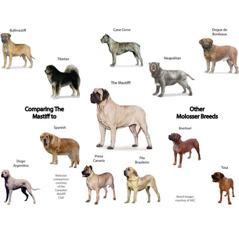  There are a Bulldog and a Mastiff style , which creates subtle differences in structure that may not be highly noticeable to the untrained eye