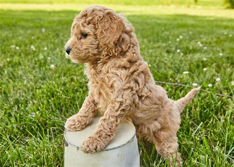  There are a few factors that can affect the litter size of Goldendoodles