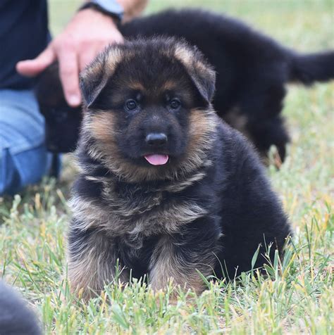  There are a lot of people who are purchasing German Shepherds because they want to have one of the most unique dogs in the world