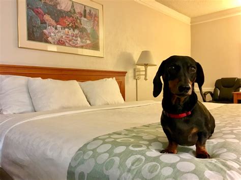  There are a variety of chain hotels in the US that are pet-friendly, but always confirm that your dog or cat will be able to join you at the place you plan to stay