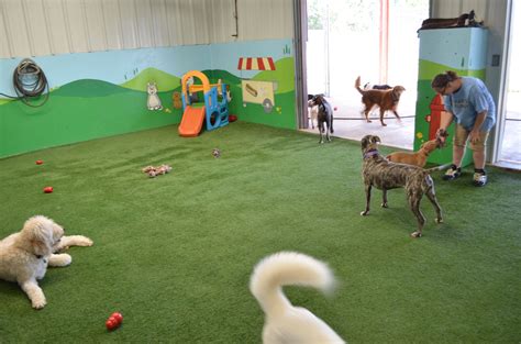  There are also dog facilities like boarding and daycares and vet hospitals that have facilities where your pup may swim