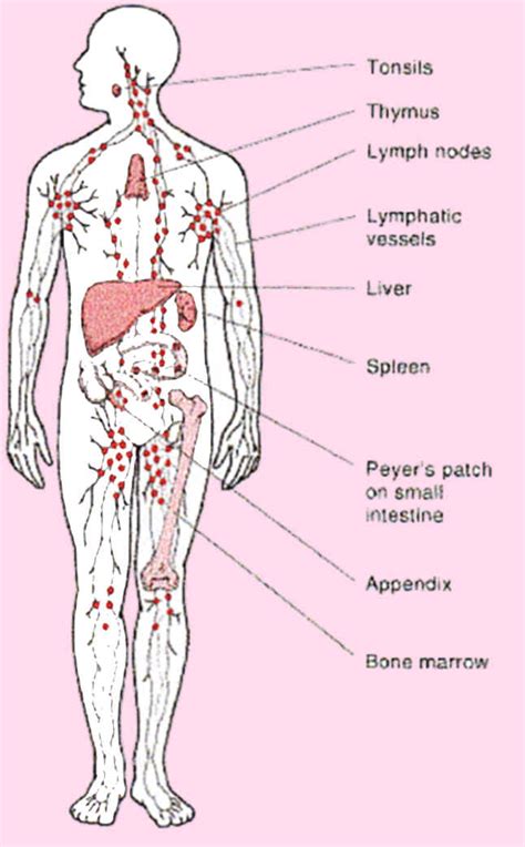  There are also lymph nodes inside the body