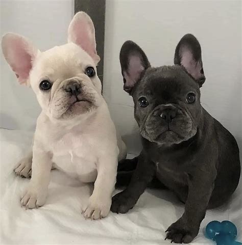  There are also mini Frenchies, also known as teacup French bulldogs