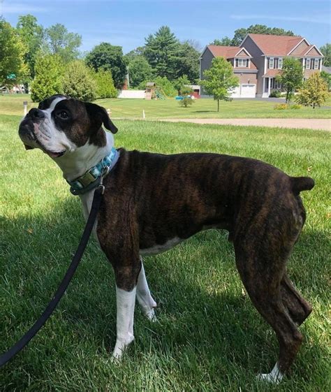  There are animal shelters and rescues that focus specifically on finding great homes for Boxer puppies in Augusta, Georgia
