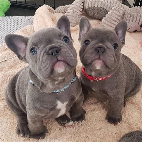  There are animal shelters and rescues that focus specifically on finding great homes for French Bulldog puppies in Gulfport, Florida
