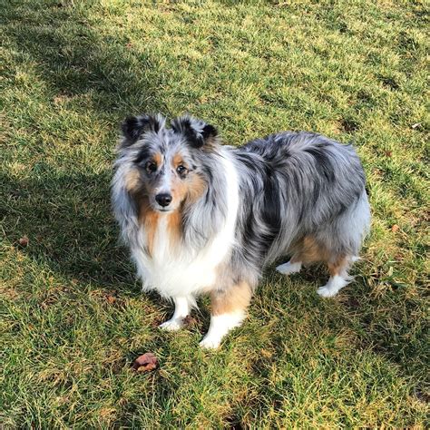  There are animal shelters and rescues that focus specifically on finding great homes for Sheltie, Shetland Sheepdog puppies in Baton Rouge, Louisiana