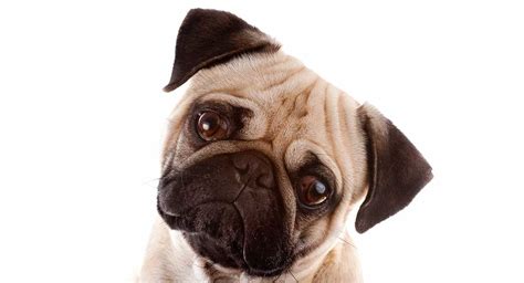  There are crossbreeds with fawn coats that have black areas around their muzzles like that of Pugs