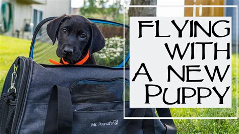  There are even cases i can personally fly with the puppy to you
