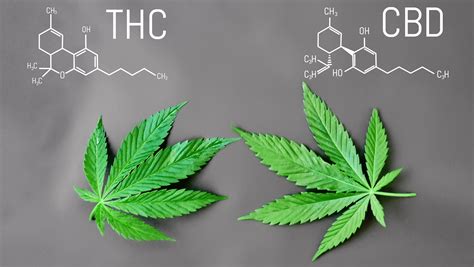  There are hundreds of different compounds present in cannabis, but CBD oil is special
