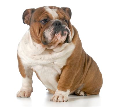  There are many bulldog breeding experts that carry the belief that genetic testing to identify congenital issues and controlled dog breeding are the best ways to control risk and avoid breeding dog hybrid mixes with genetic health issues