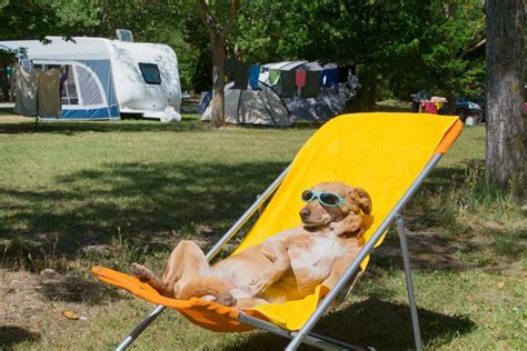 There are many campgrounds in Louisiana that allow dogs
