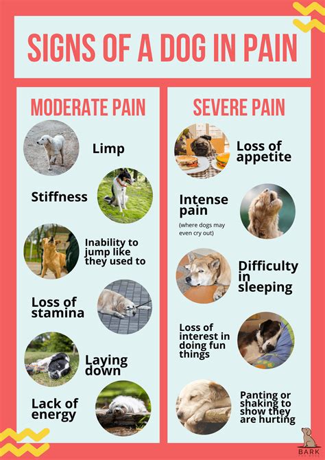  There are many causes of pain in dogs, which aren
