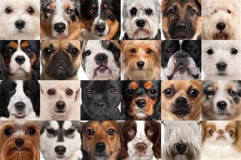 There are many different breeds of dogs