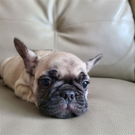  There are many french bulldog breeders, and finding the right one can be super difficult