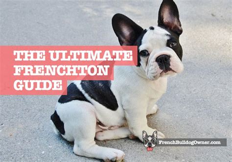  There are no English Bulldog genes in the Frenchton