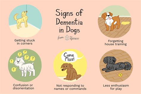  There are not any specific signs that would lead you to think that your dog would have dementia, and many of these signs could also be due to a different disease