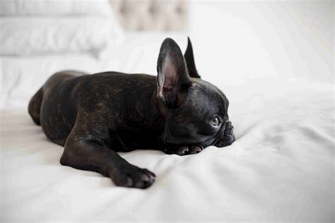  There are numerous different causes for a French bulldog dog having diarrhea we will discuss them and also focus on treating your French bulldog diarrhea naturally