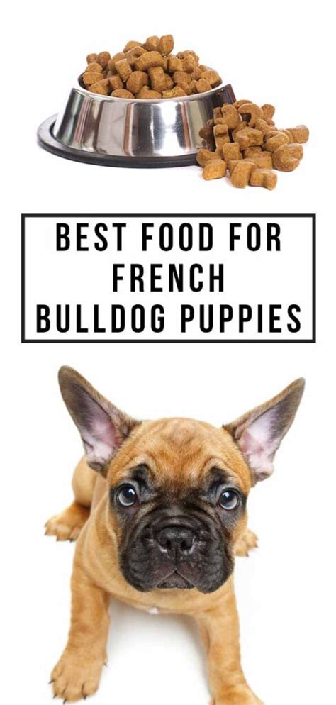  There are numerous food options available for French Bulldogs