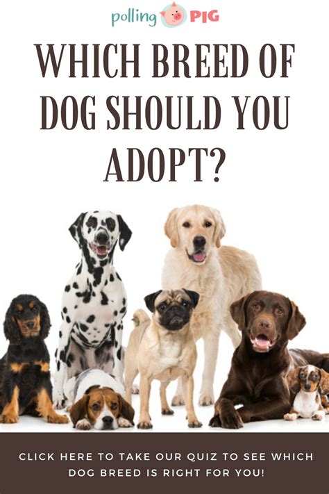  There are several groups that are registering dogs, even mixed breeds, for a fee