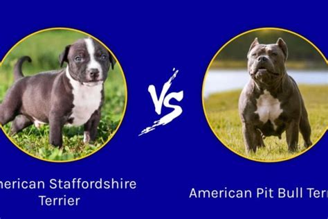  There are several key differences between the two breeds you can refer to when determining which one better suits your own lifestyle and preferences