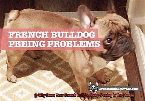  There are several reasons why your Bulldog keeps peeing in the house