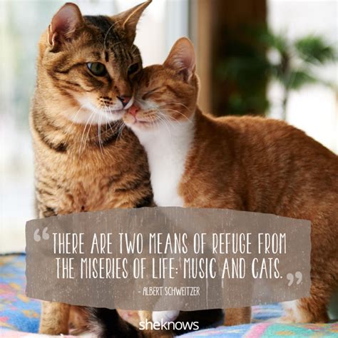  There are so many situations that can cause our beloved kitties to be nervous: moving to a new home, adjusting to new cats or people in the house, traveling, nail trims, or trips to the vet or groomer