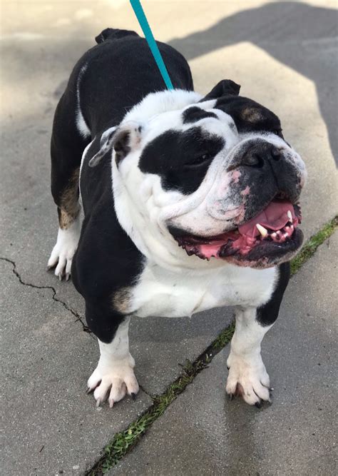  There are some advantages to getting an adult dog from the Bulldog Club of America Rescue Network BCARN -- they are usually past the chewing stage and may be already house-trained, any current medical problems have been diagnosed, and the temperament has been evaluated