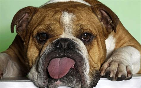  There are some breeds of dogs that are notorious for being lazy