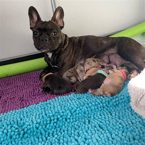  There are some rare instances where French bulldogs have birthed as high as 7 puppies