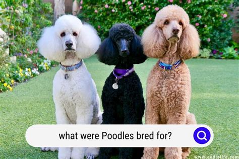  There are some write-ups that state that Poodles were bred in the s by French people