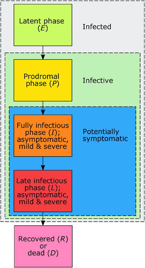  There are three phases to FIV infection — acute, latent asymptomatic , and progressive