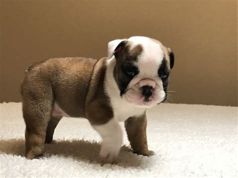  There are top-of-the-line English Bulldog puppies for sale in Texas