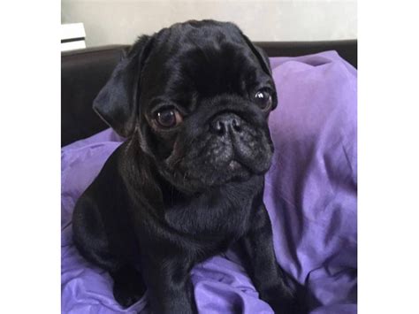  There are two Pug puppies for sale: one solid black female and one black male with a white patch on his chest