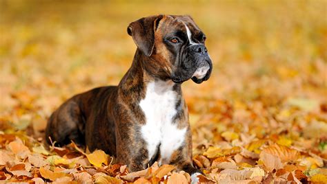  There are two essential pieces of training that you have to do with your Boxer Bulldog, namely: Clicker Training