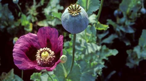  There are two main uses for the opium poppy