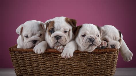  There are usually 3 to 4 puppies in an English Bulldog litter