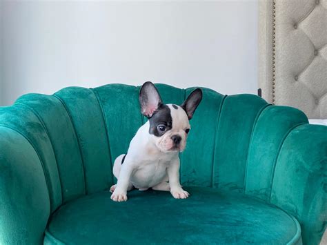  There are ways of getting your Frenchie to learn to obey your commands