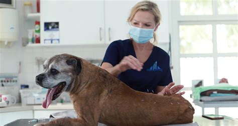  There are wonderful holistic vet care facilities everywhere that take a different approach that does not include drugs