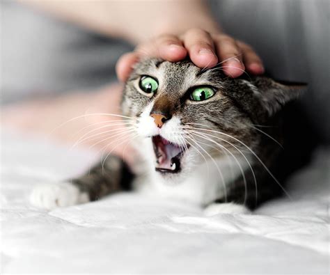 There could be many reasons for cats becoming aggressive all of a sudden