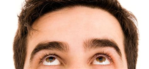  There is a defined furrow between their rounded eyes, with a distinct, sharply defined, deep stop