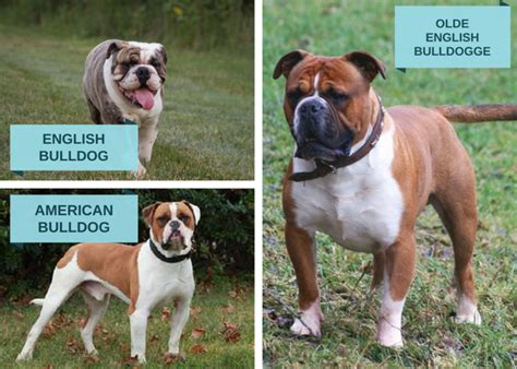  There is a difference between the average and English Bulldog litter size