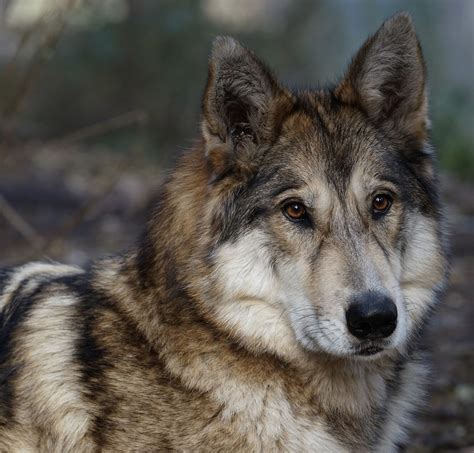  There is a mix of genetic characteristics in Wolf Dog hybrids