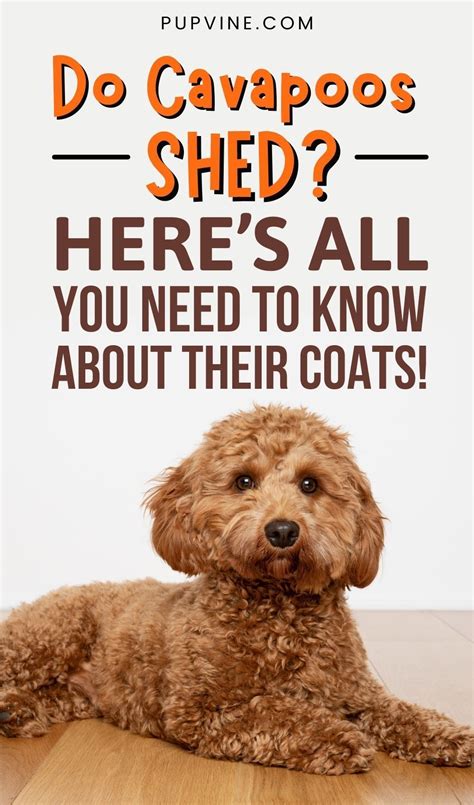  There is almost no shedding in their coat, which is fantastic for allergy sufferers