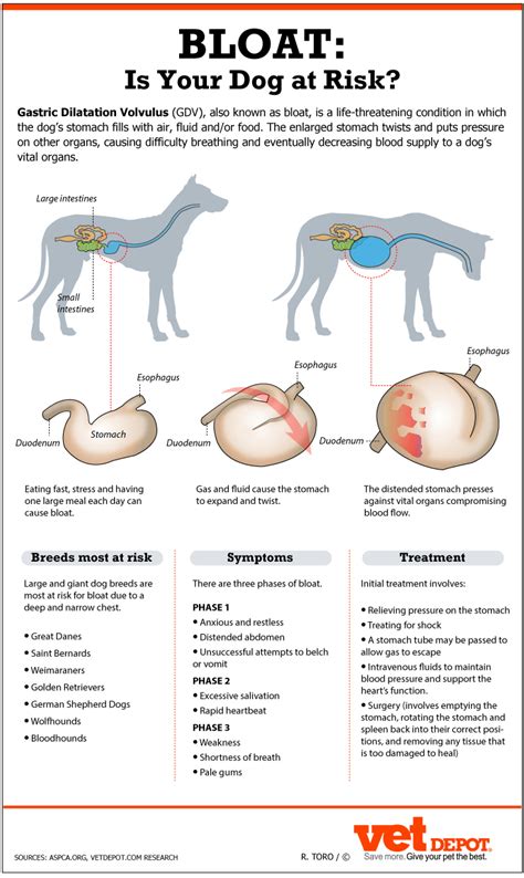  There is also a preventative measure surgical procedure called a gastropexy that you may speak to your vet about if your dog is a predisposed breed