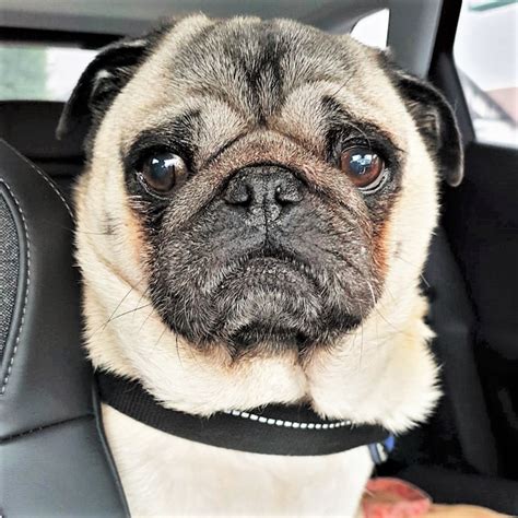  There is an urgent need for new homes currently, due to a high level of pugs being surrendered this year, plus for those with special-needs or requiring specific environments to suit their physical or emotional needs